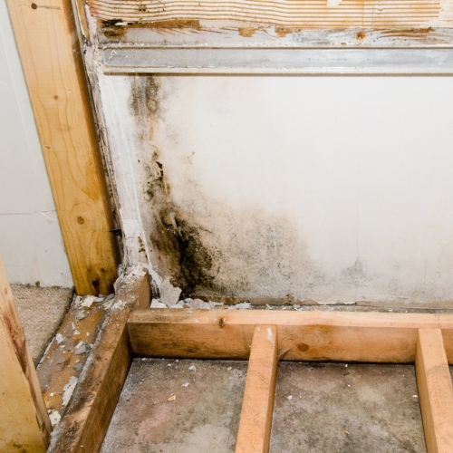 Mold Testing in Palm Coast FL