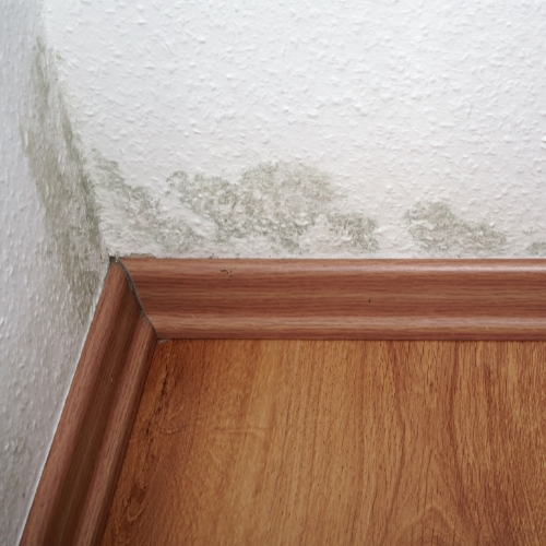 Mold Testing in Palm Coast FL