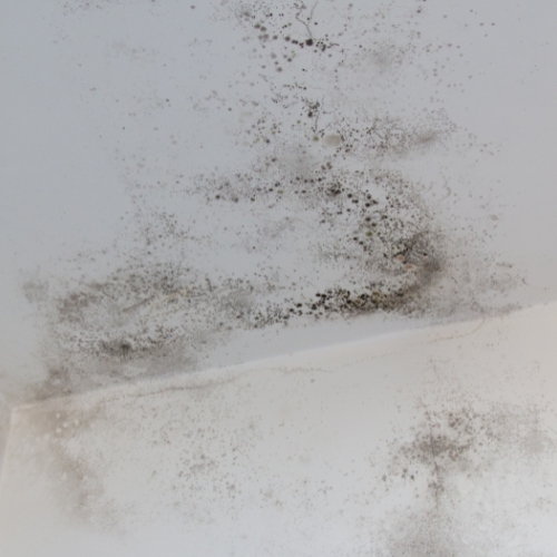 Mold Testing in Palm Coast FL